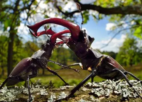  最大的昆虫是什么？有多大的体积？