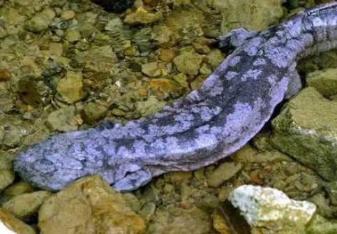  最大的两栖动物是什么？有什么生活习性？