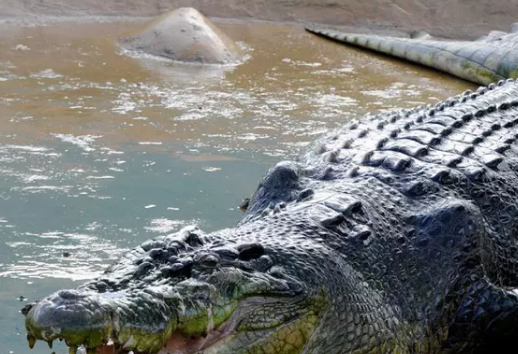  最大的爬行动物是什么？体积有多大？