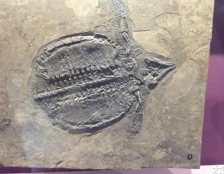 最原始的爬行动物是什么？有什么特征？