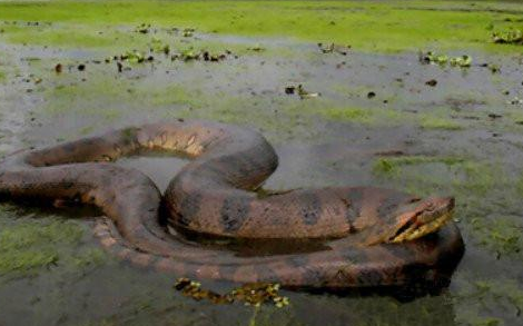   最长的蛇是什么？体积有多大？