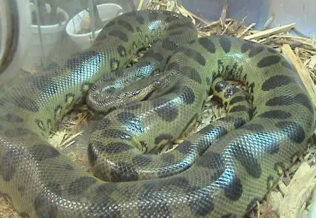  最重的蛇是什么？有多重？