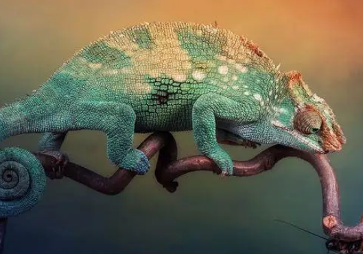  最会变色的蜥蜴是什么？有什么特征？
