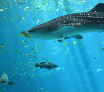 最大的水族馆在什么地方？规模是什么样的？