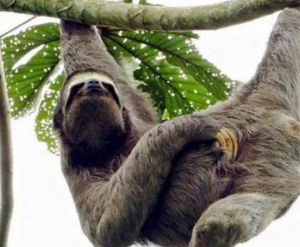  走得最慢的兽是什么？行走速度是多少？