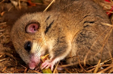  冬眠时间最长的动物是什么？冬眠时间有多长？