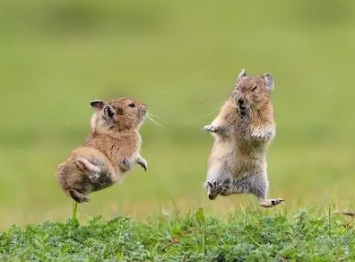  怀孕期最短的哺乳动物是什么？怀孕期是多少天？