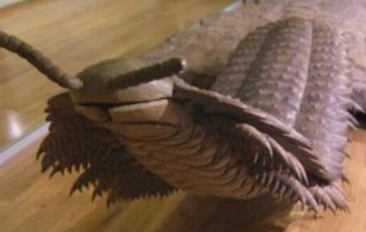  最长的蜈蚣是什么？有多长？