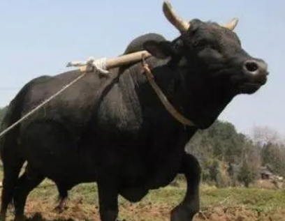 体重最重的牛是哪个国家的？叫什么名字？