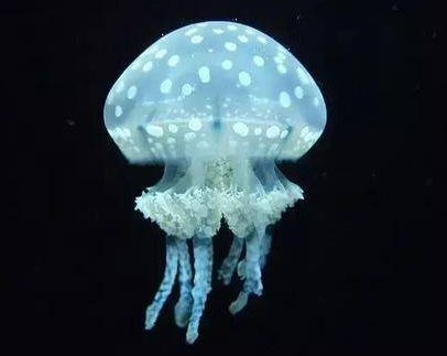  毒素致死时间最短的动物是什么？毒素有多厉害？