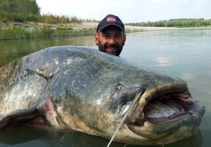 最大的鲶鱼是什么？重量是多少？