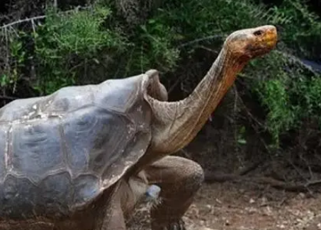  最长寿的动物是什么?长寿的原因是什么？