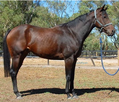 最快的马是什么？是什么来历？