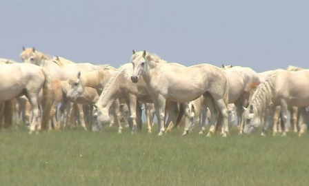 最耐持久的马是什么？有什么生活习性？