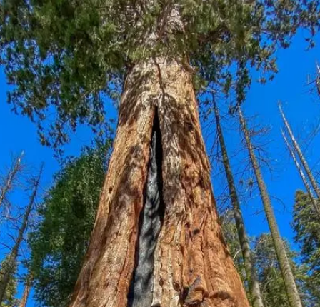  最大的植物是什么？长什么样子？