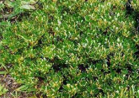  最小的树是什么？是什么高度？