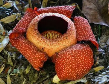  最大的花是什么？体积有多大？