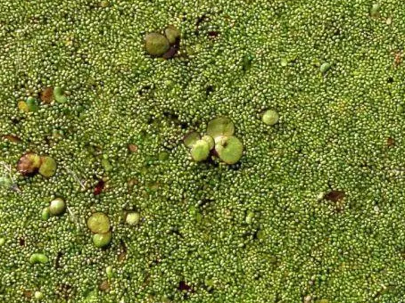 最小的花是什么？有什么特征？