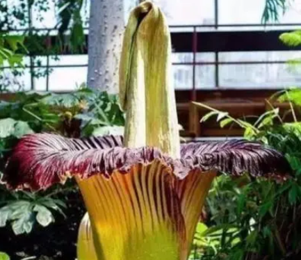  最臭的花是什么？为什么会发臭？