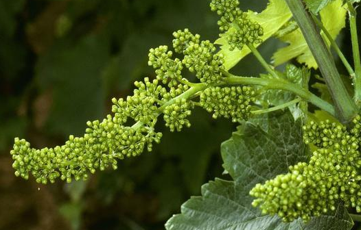  最短命的花是什么？生活周期是多久？