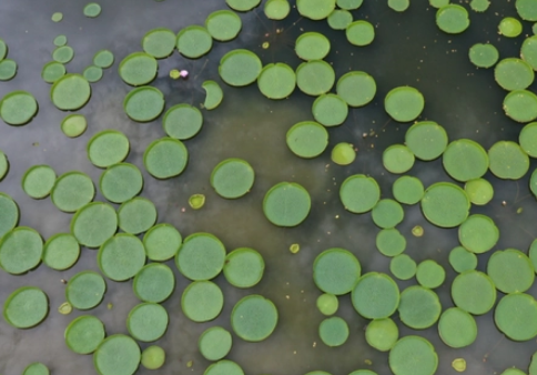 最大的叶子是什么？面积有多大？