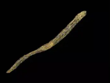  最大的种子是什么？能有多大？