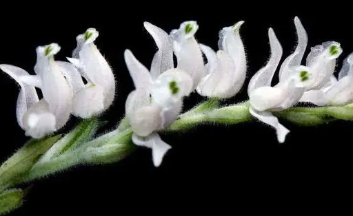  最小的种子是什么？有多小？