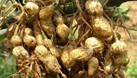  结果习性最奇特的植物是什么？是什么生活习性？