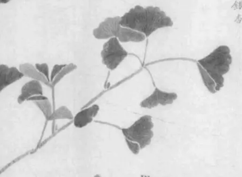  最老的种子植物是什么？生活了多少年了？