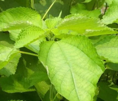  纤维品质最好的植物是什么？有什么生活习性？