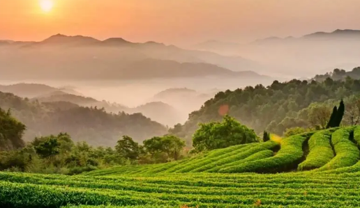 栽种茶树最早的地区在什么地方？有什么历史？