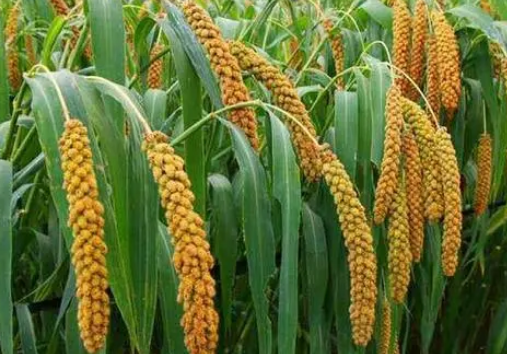 最耐旱的农作物是什么？有什么历史？