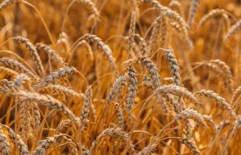  播种面积最大的农作物是什么？播种面积有多大？