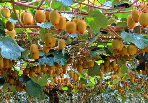 最健康的水果是什么？有什么营养价值？