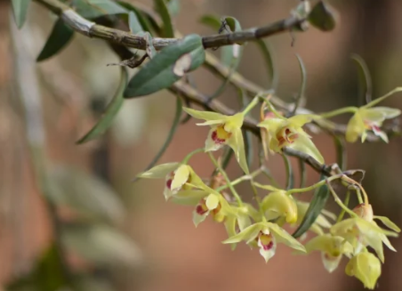   最昂贵的草是什么？有多昂贵？