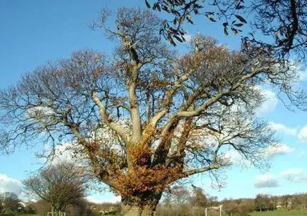   最粗的树是什么？有多大的体积？