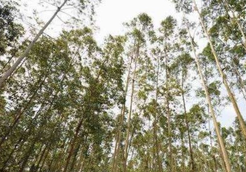  最高的树是什么?有多高？