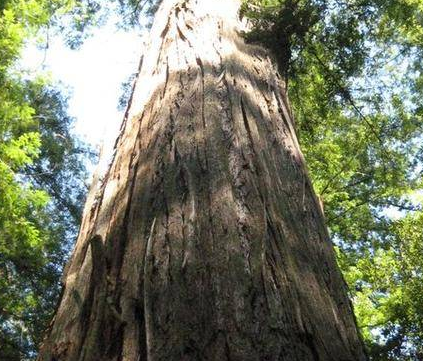  平均高度最高的树是什么？有多高？