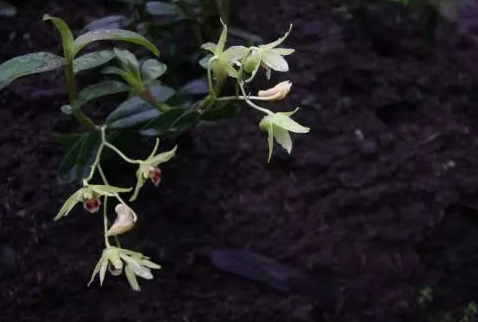  叶子最长的树是什么？体积有多大？