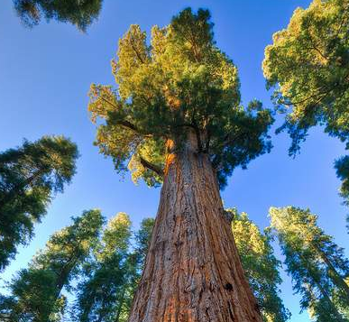 根长得最深的树是什么？树根有多深？