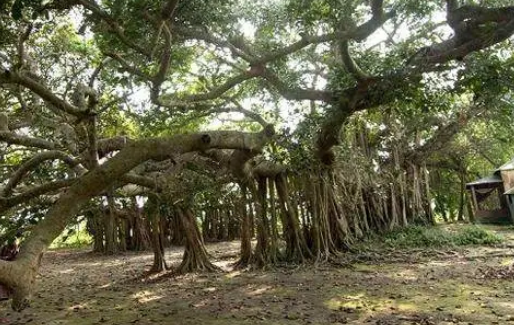  树冠最大的树是什么？树冠有多大?