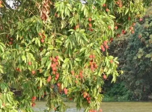  最老的荔枝树是什么？树龄有多少年了？