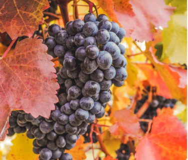  最大的葡萄树是什么？体积有多大？