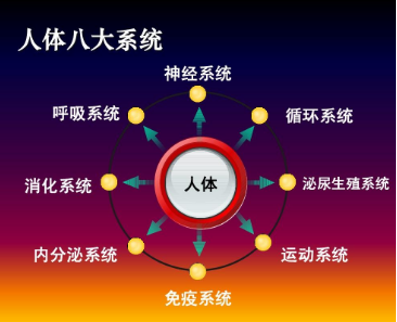 人体最重要的系统是什么？是神经系统和内分泌系统吗？