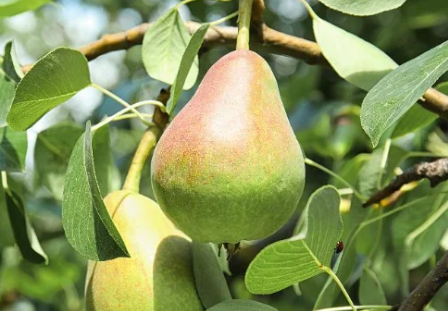 品种最多的梨树是什么样的？能结出多少品种？