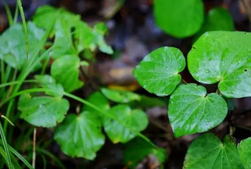 最孤单的植物是什么？有什么生活习性？