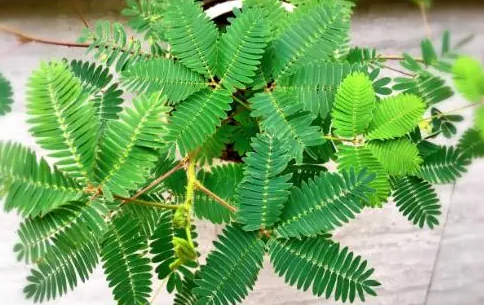   最有灵性的植物是什么？为什么说它有灵性？