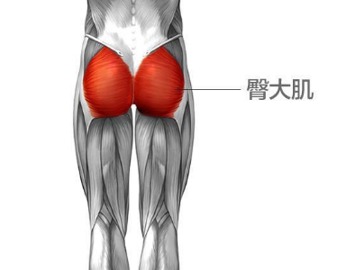 人体最大的肌肉是臀大肌吗？为什么这么说？