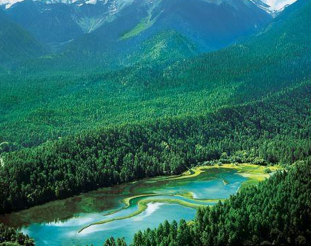 世界海拔最高的森林是哪些？在什么地方？