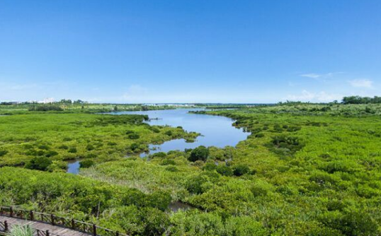 世界海拔最低的森林是什么？海拔有多低？